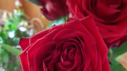Rote Rosen in Nahaufnahme.