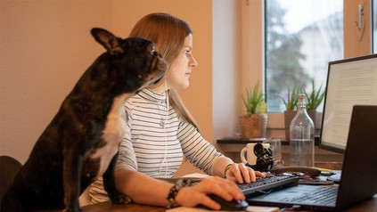 Junge Frau mit kleiner Bulldogge auf dem Schreibtisch im Homeoffice.