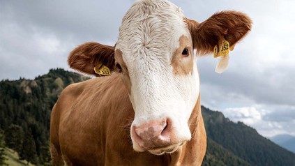 Nahaufnahme vom Gesicht einer Kuh auf einer Weide in den Bergen.
