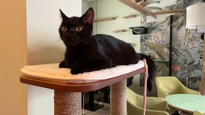 Eine der Café-Katzen, Pebbles, auf einem Katzenmöbel im Café.