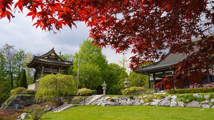 Bild aus dem japanischen Garten mit Blick auf Ahornbäume und japanische Bauten.
