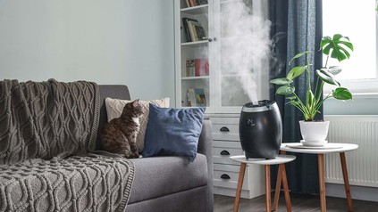 Katze auf Sofa neben einem laufenden Diffuser.