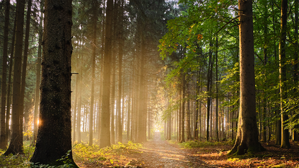 Waldweg im Herbst mit Laub am Wegrand.