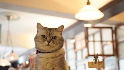Katze mit Halsband in einem Katzencafé.