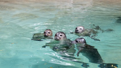 Vier Robben schwimmen gemeinsam in einem Becken im Zoo Augsburg.