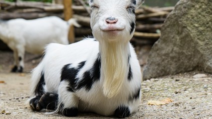 Weiß-schwarz gefleckte Ziege sitzt auf dem Boden und blickt direkt in die Kamera.