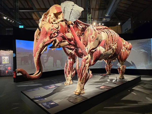 Die Ausstellung bietet sehr viele spannende Exponate - wie diesen Elefanten.
