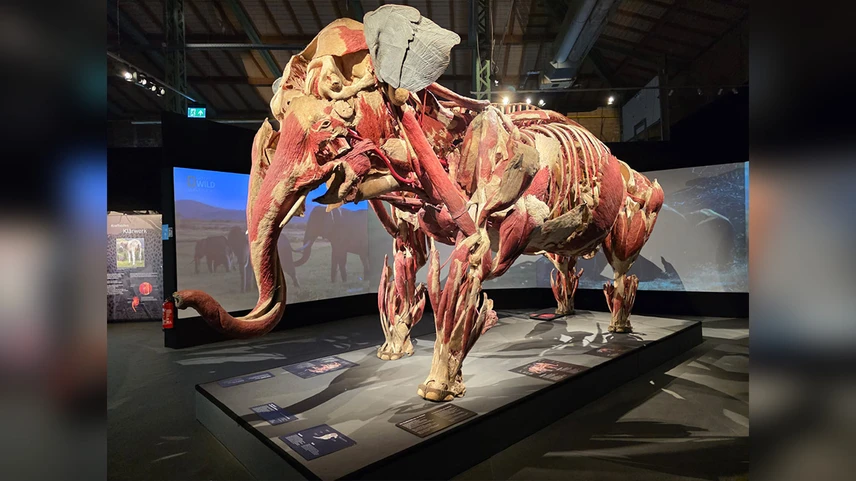 Die Ausstellung bietet sehr viele spannende Exponate - wie diesen Elefanten.